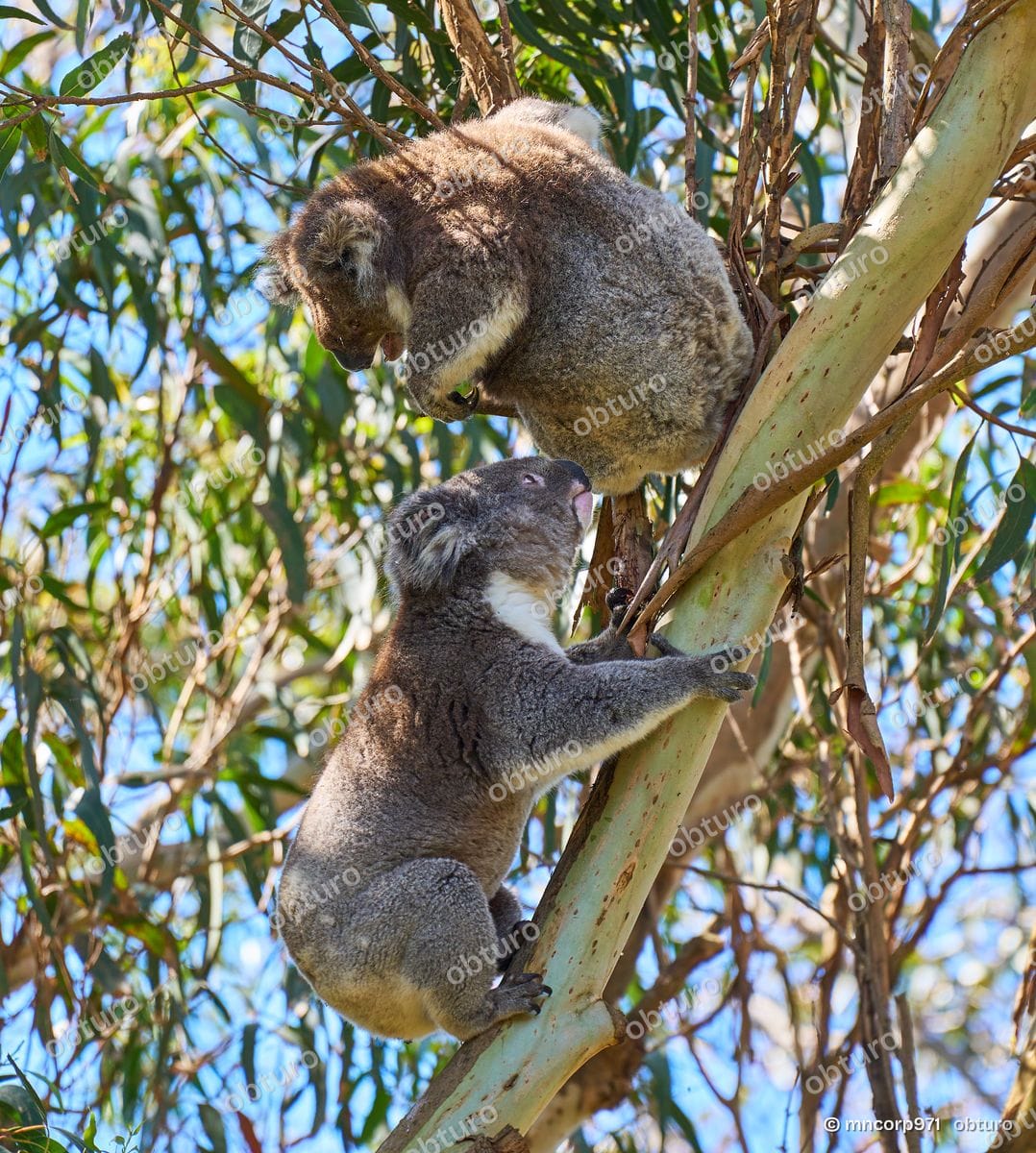 Koala, par mncorp971