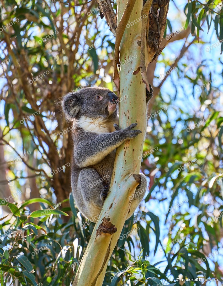 Koala, par mncorp971
