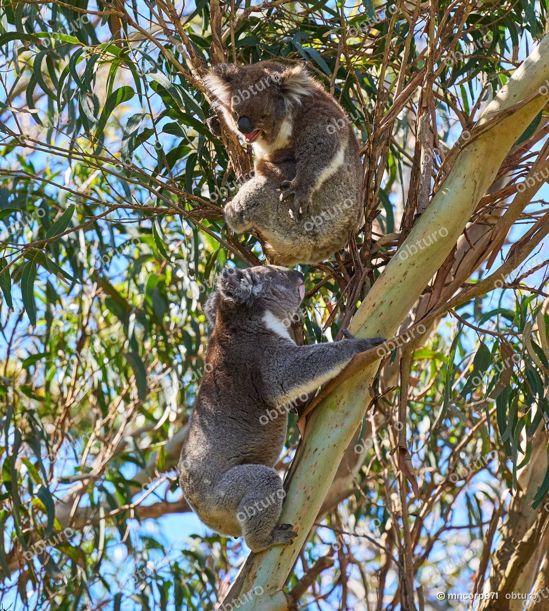 Koala, par mncorp971