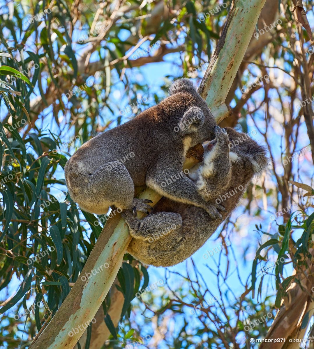 Koala, par mncorp971