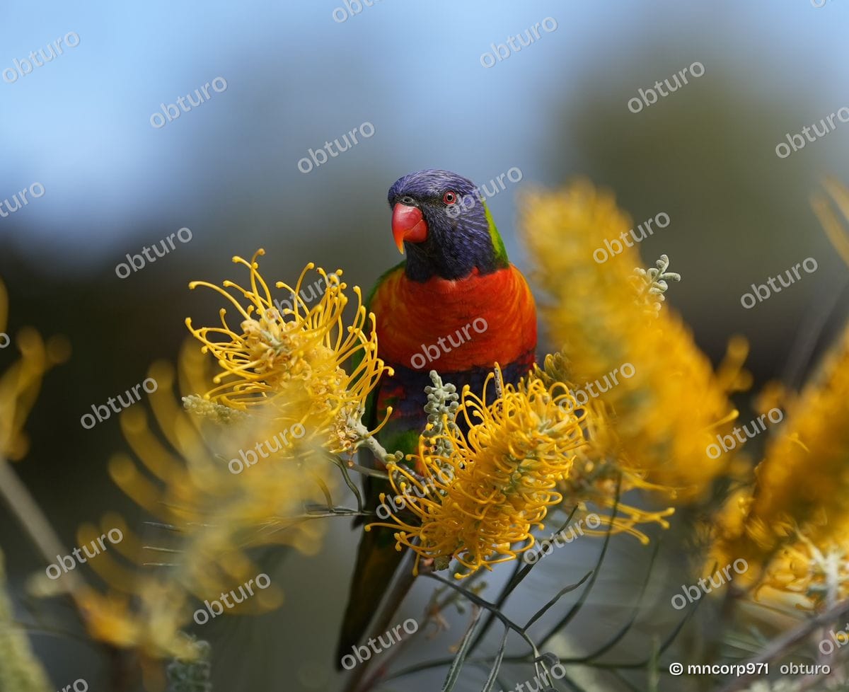 Australian parrots, photo 5 sur 5, par mncorp971
