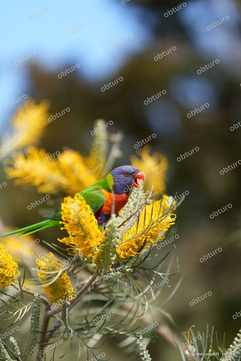 Australian parrots, photo 1 sur 5, par mncorp971