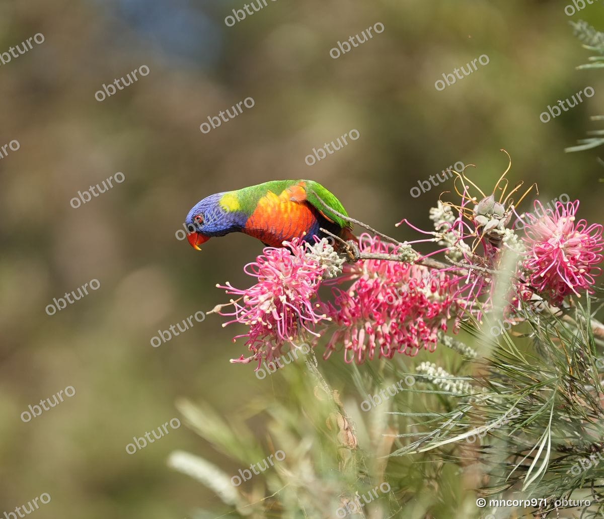 Australian parrots, photo 3 sur 5, par mncorp971