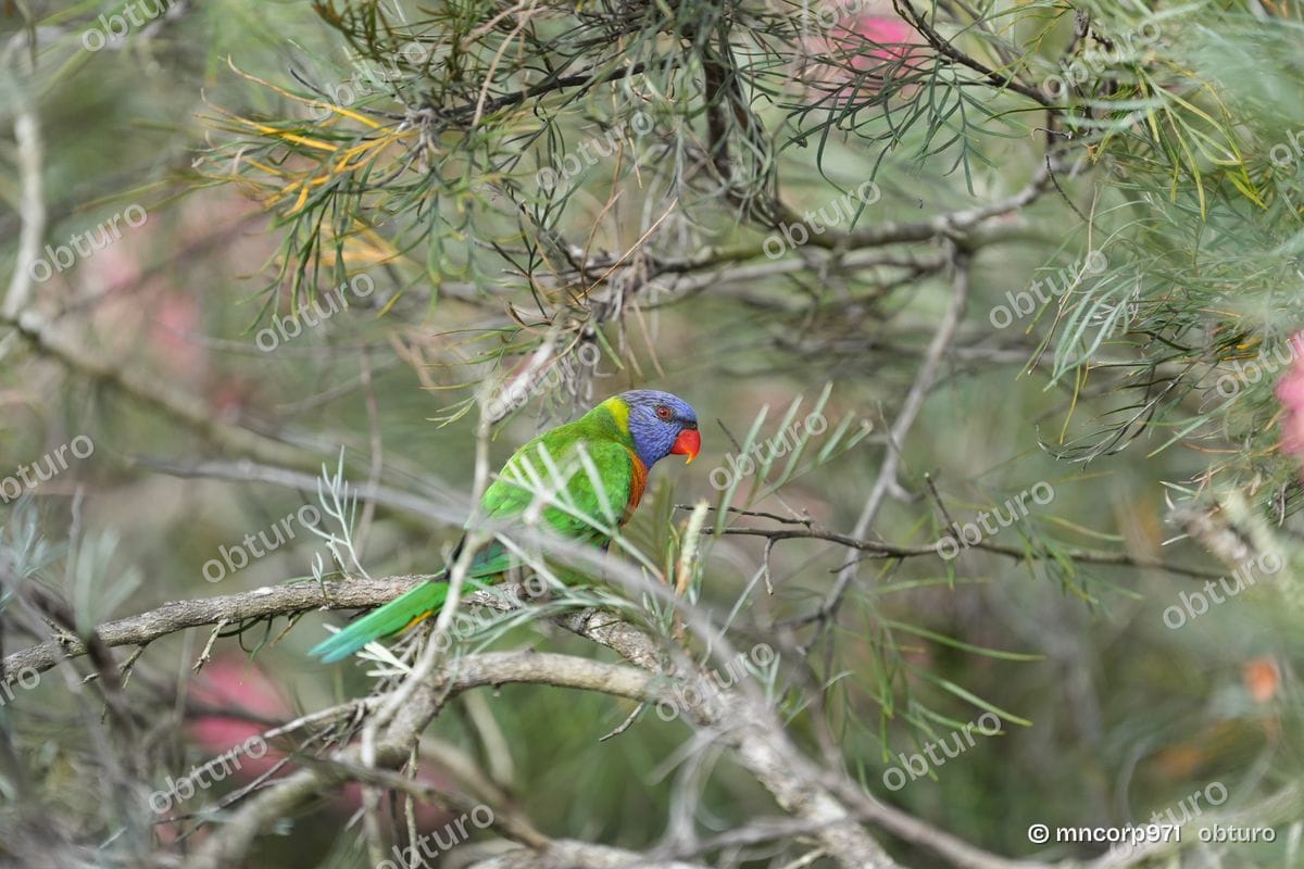 Australian parrots, photo 2 sur 5, par mncorp971