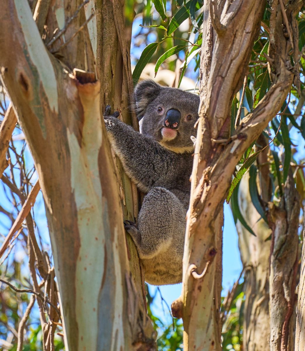 Koala, par mncorp971
