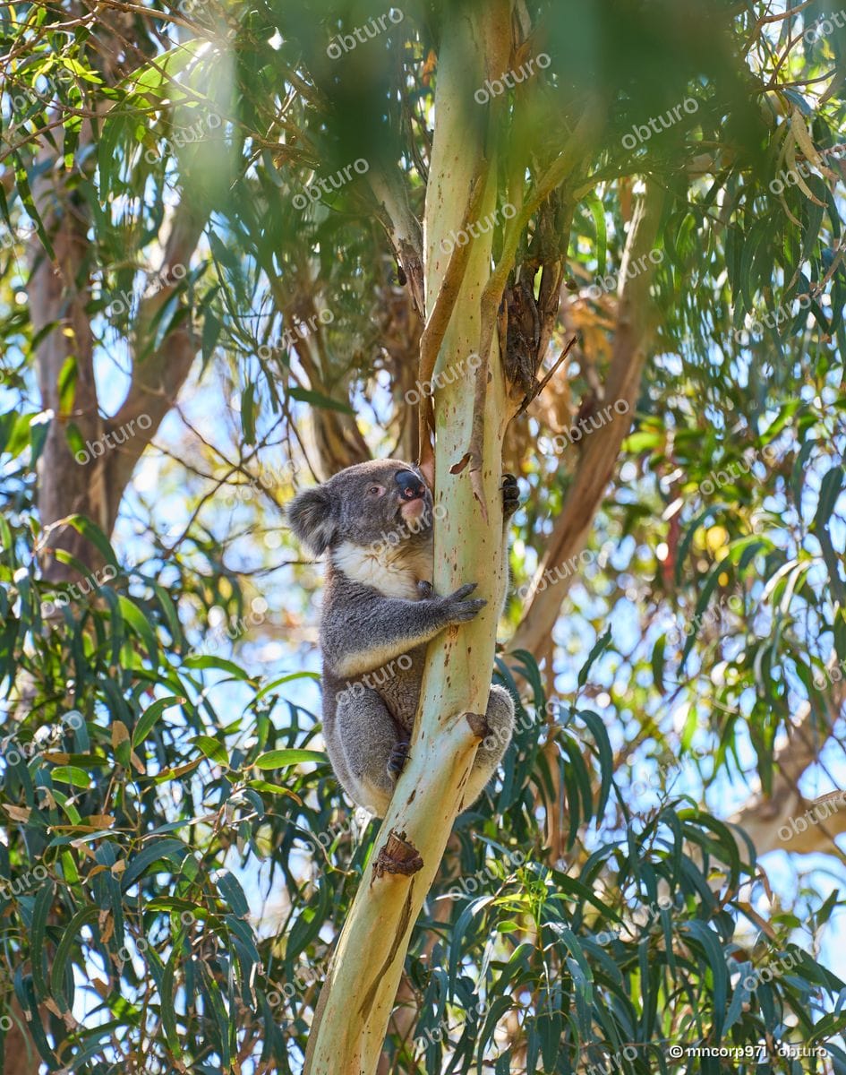 Koala, par mncorp971