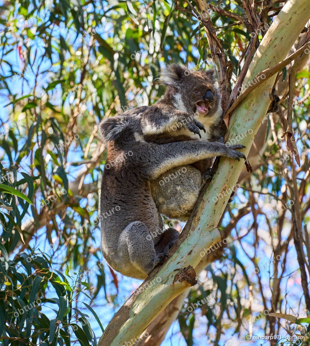 Koala, par mncorp971