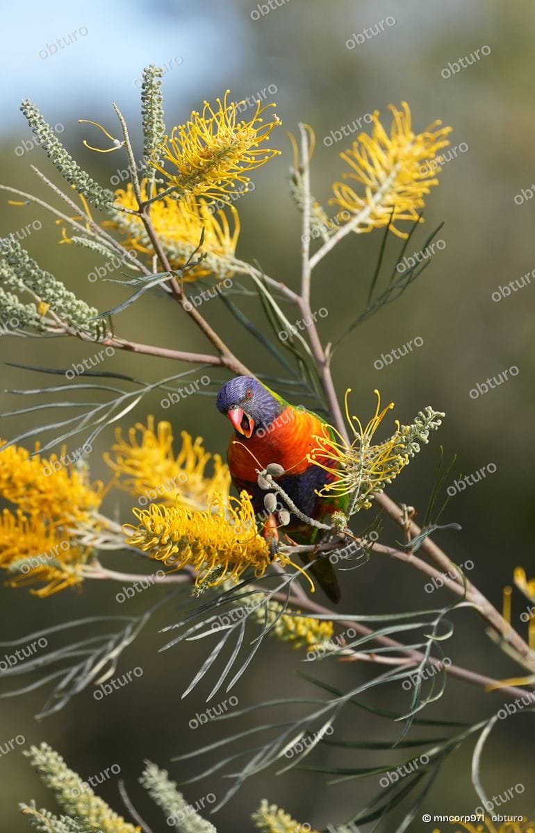 Australian parrots, photo 4 sur 5, par mncorp971
