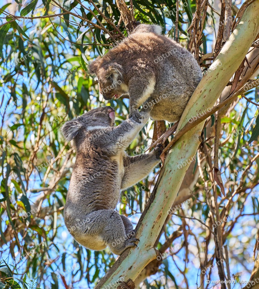 Koala, par mncorp971