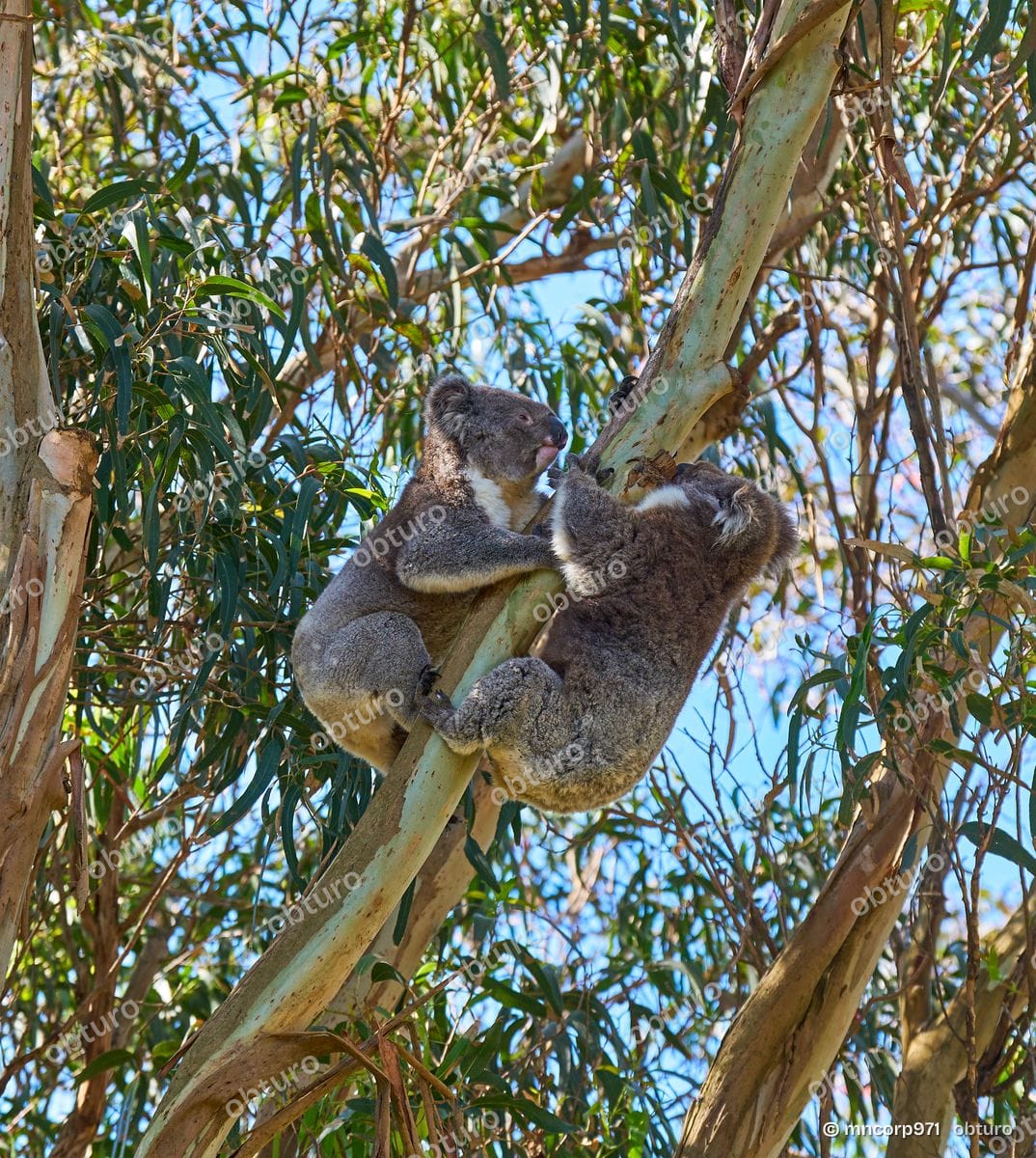 Koala, par mncorp971